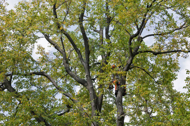 Best Utility Line Clearance  in Fordoche, LA